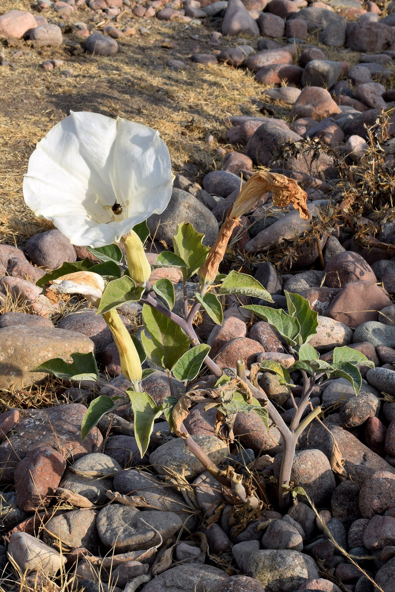 Image of Datura innoxia specimen.