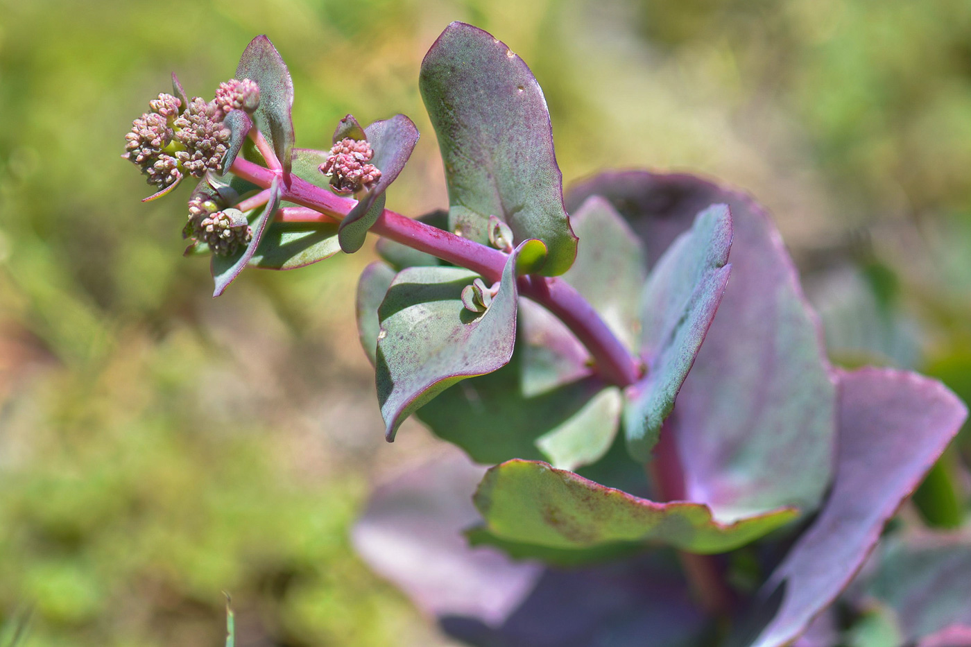 Изображение особи Hylotelephium caucasicum.