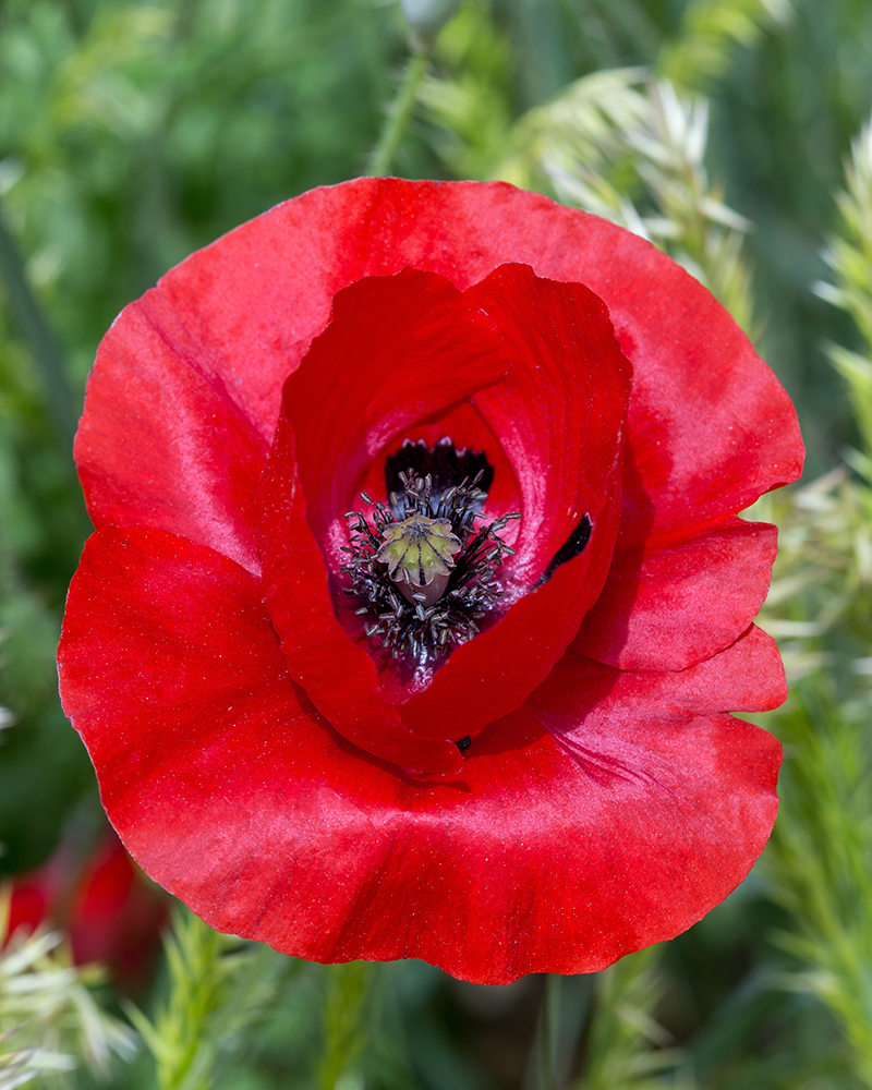 Image of Papaver rhoeas specimen.