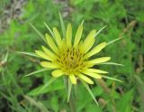 Tragopogon dubius