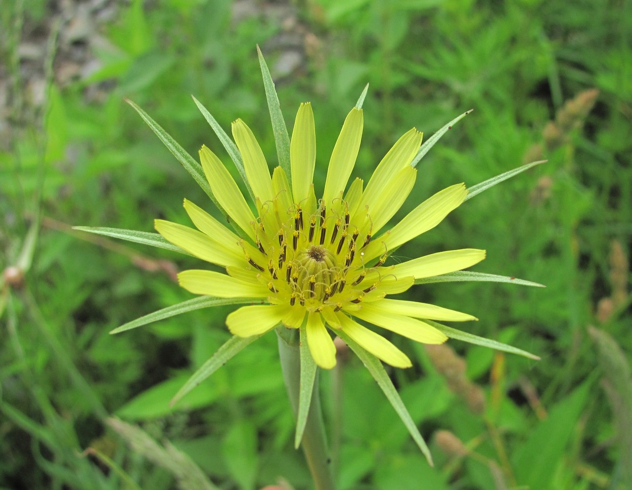 Image of Tragopogon dubius specimen.