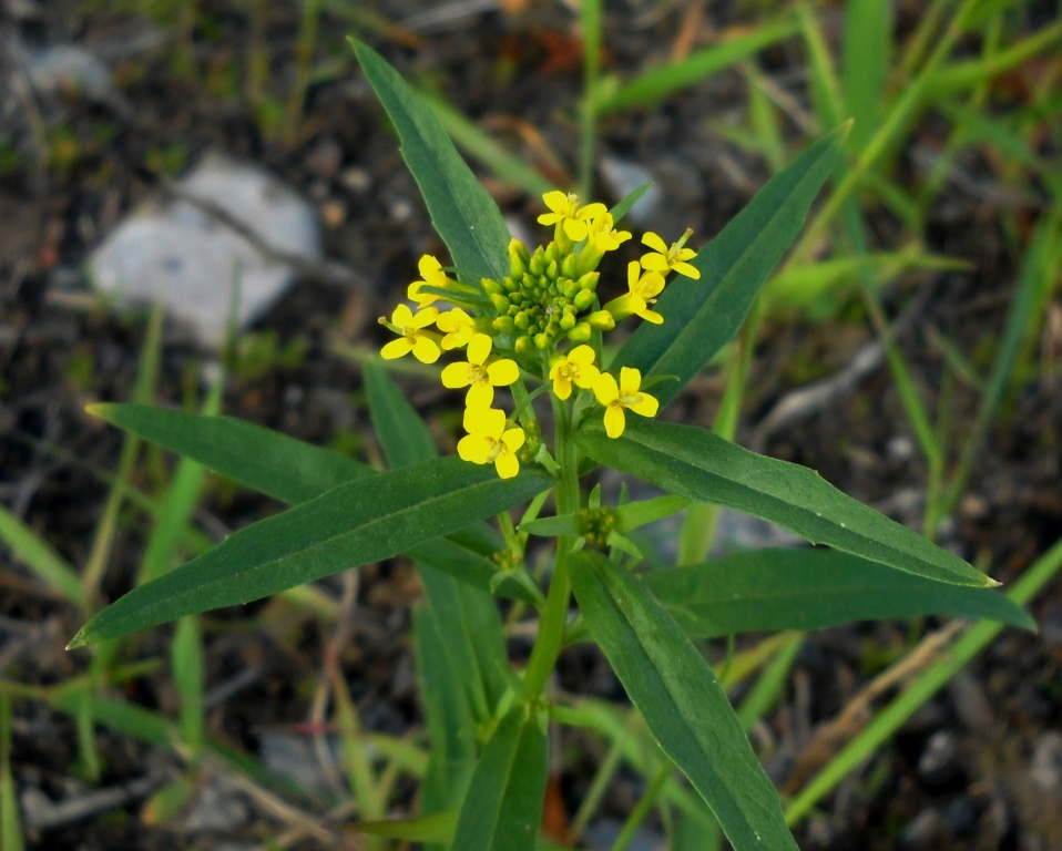 Изображение особи Erysimum cheiranthoides.