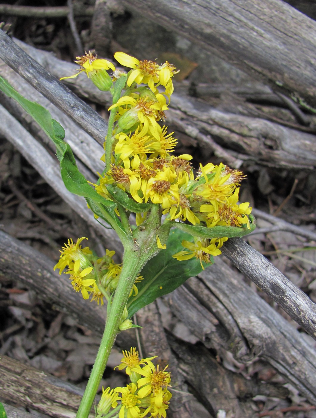 Image of Solidago virgaurea specimen.