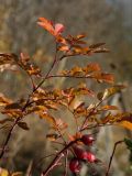 Rosa glabrifolia