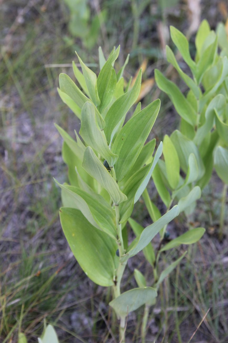 Image of Polygonatum odoratum specimen.