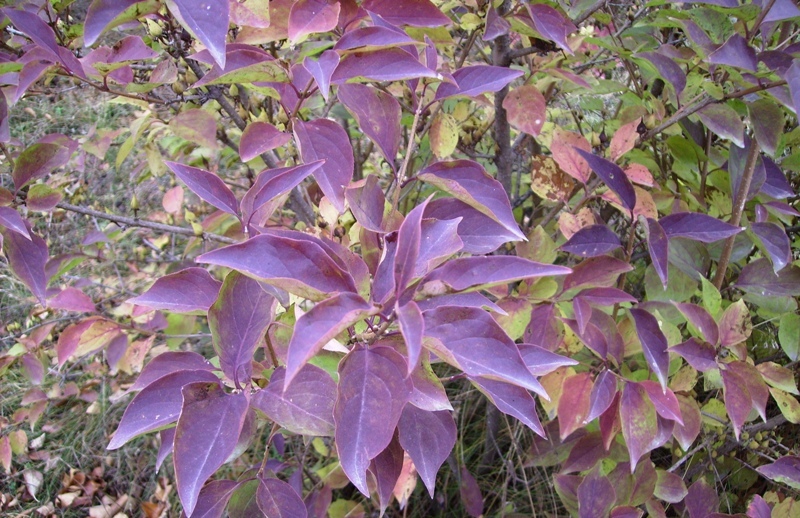 Image of Forsythia ovata specimen.