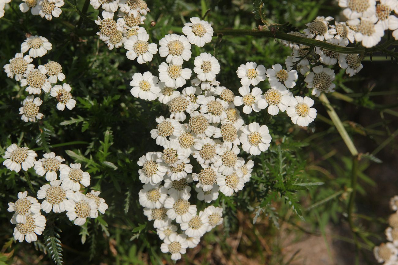 Image of Achillea ledebourii specimen.