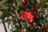 Chaenomeles speciosa