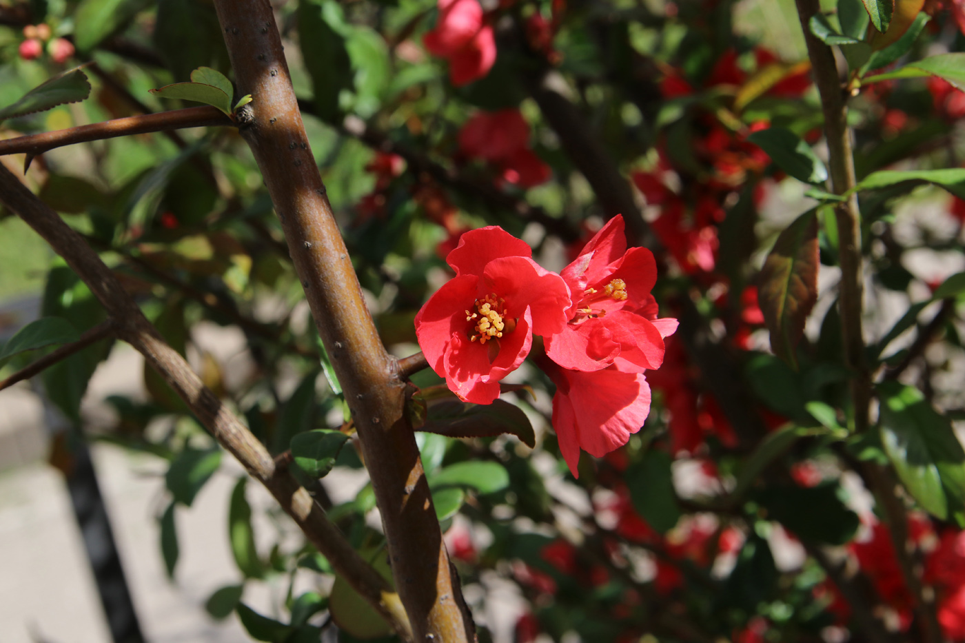 Image of Chaenomeles speciosa specimen.