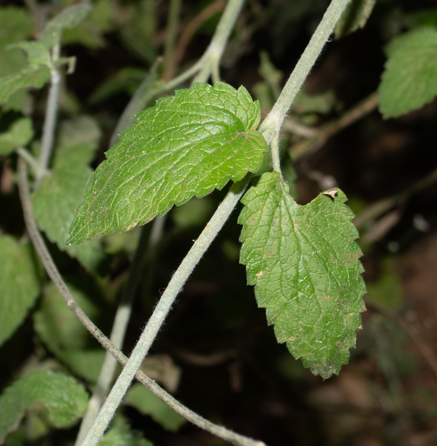 Image of Stachys distans specimen.