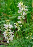 Vicia sylvatica