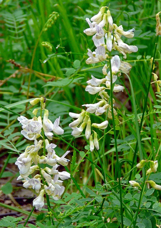 Image of Vicia sylvatica specimen.