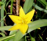 Tulipa urumiensis