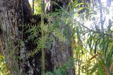 genus Dracaena. Ветвь с соцветиями и листьями. Мадагаскар, провинция Анциранана, регион Диана, о-в Нуси Комба. 07.05.2018.