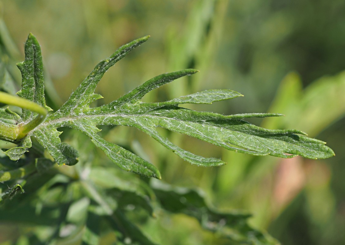 Image of Senecio grandidentatus specimen.