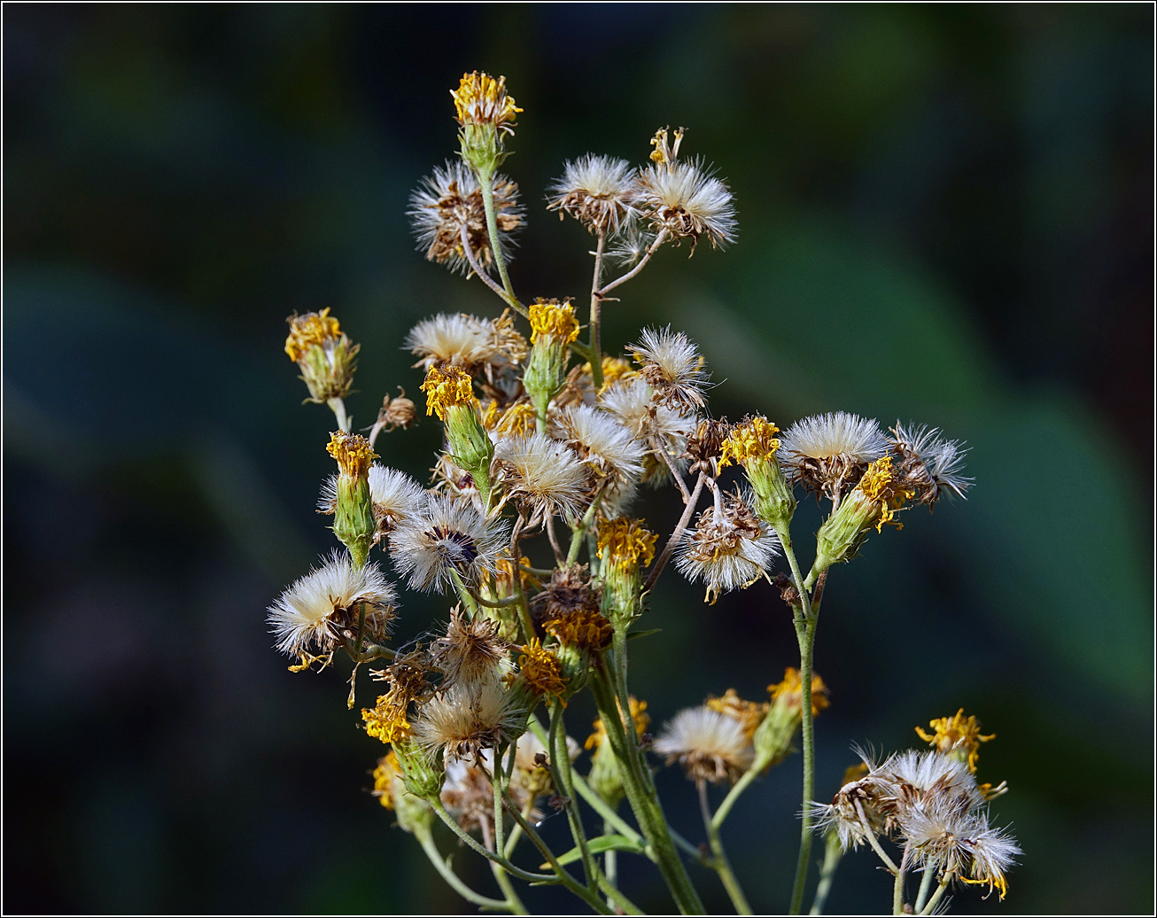 Image of Hieracium umbellatum specimen.