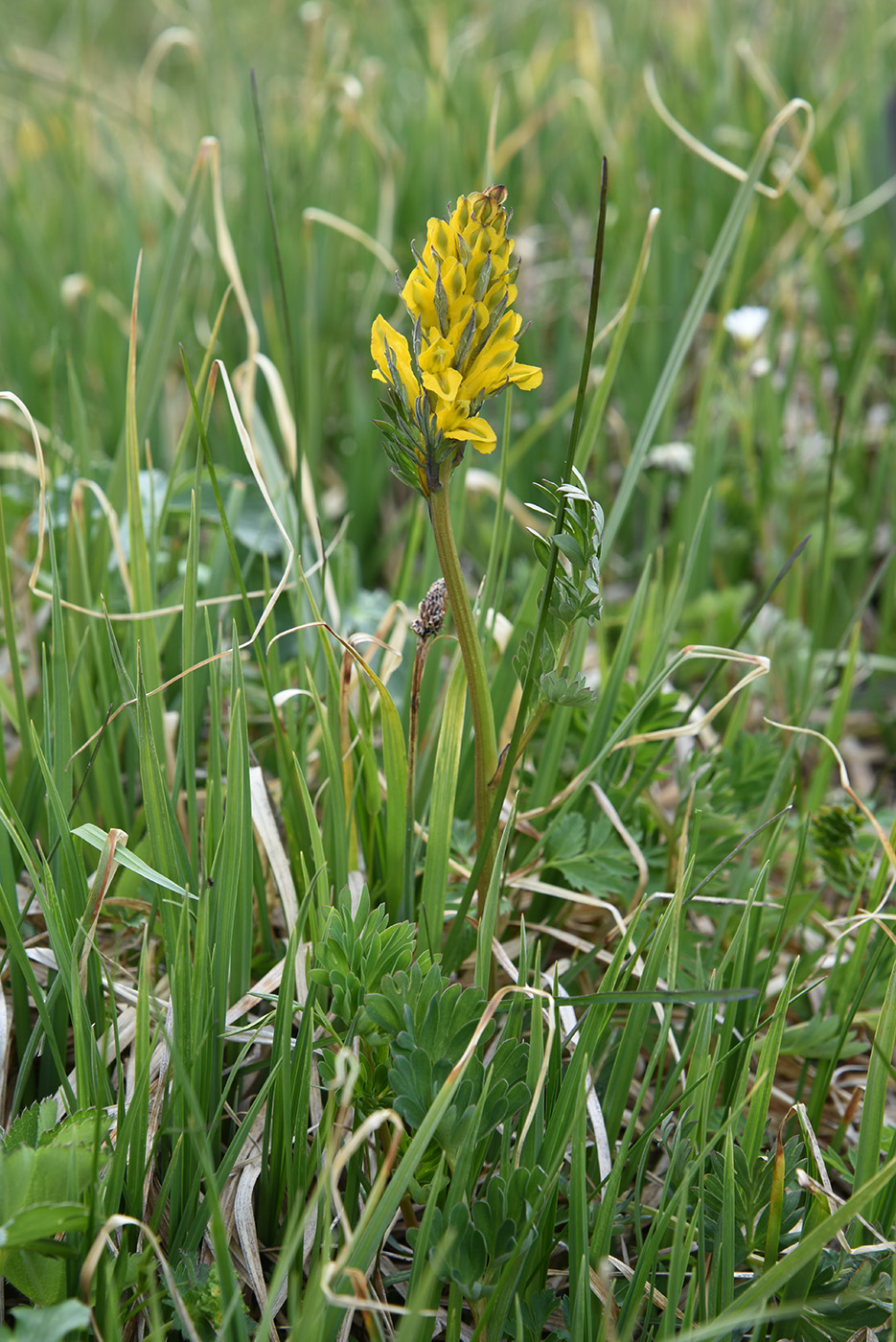 Image of Corydalis gortschakovii specimen.