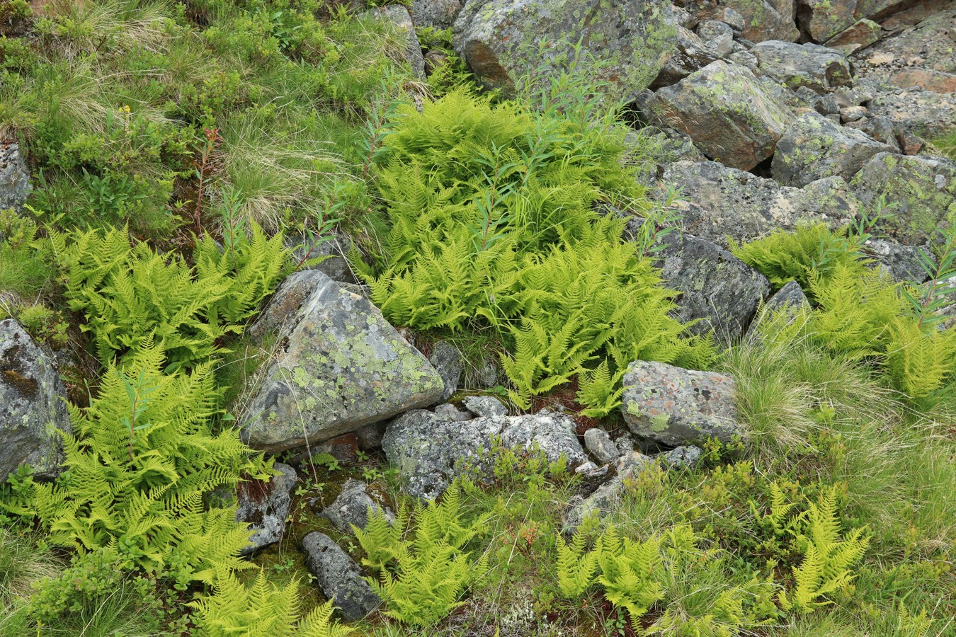 Изображение особи Athyrium distentifolium.