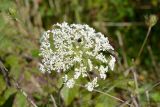 Daucus carota. Соцветие. Краснодарский край, Лазаревский р-н, мкр-н Дагомыс, гора Успенка, 140 м н.у.м., поляна. 04.11.2022.