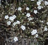 Minuartia verna