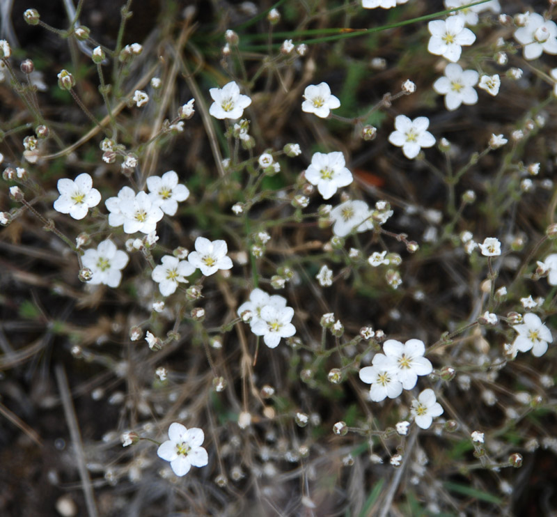 Image of Minuartia verna specimen.