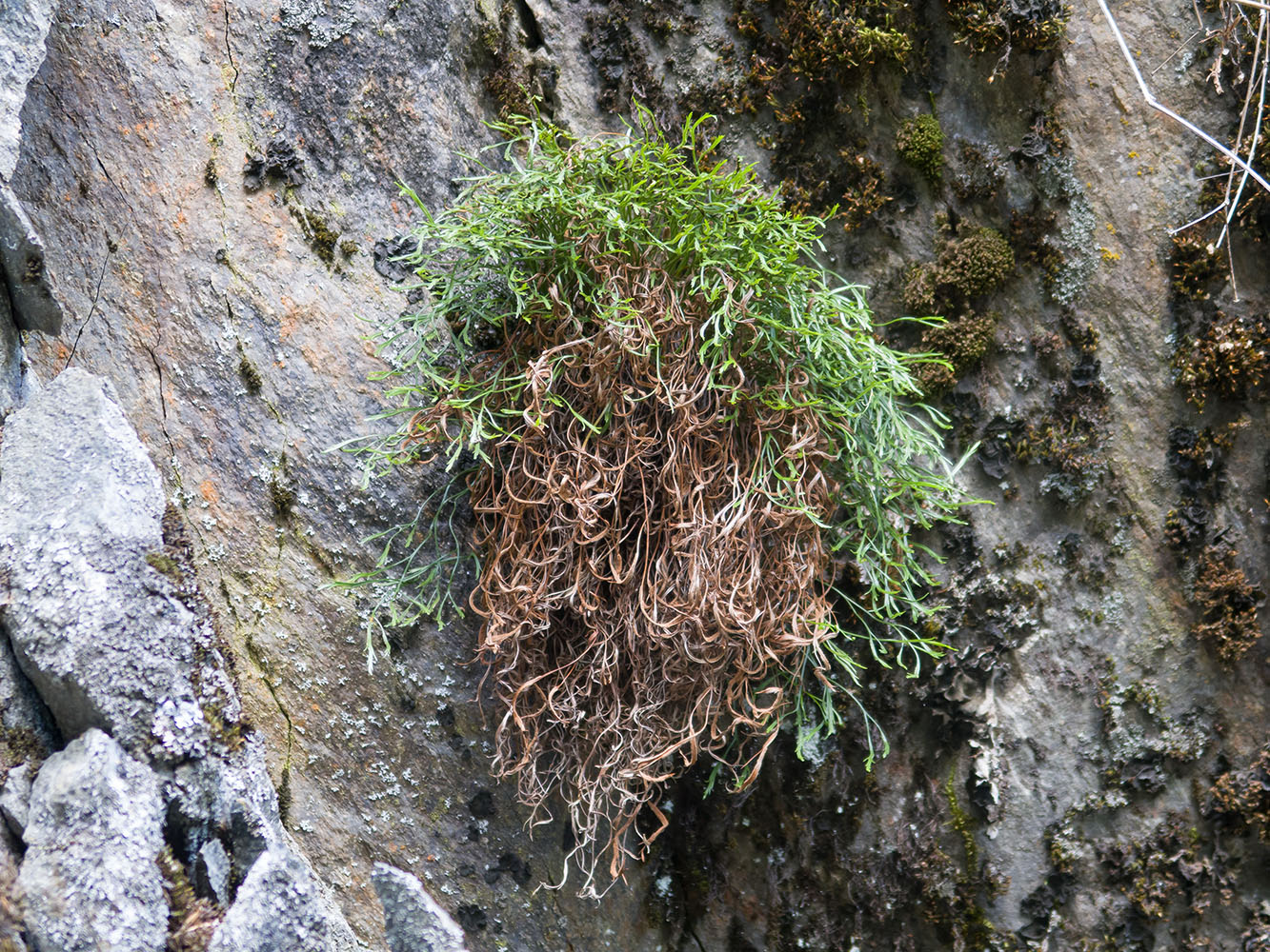 Image of Asplenium septentrionale specimen.