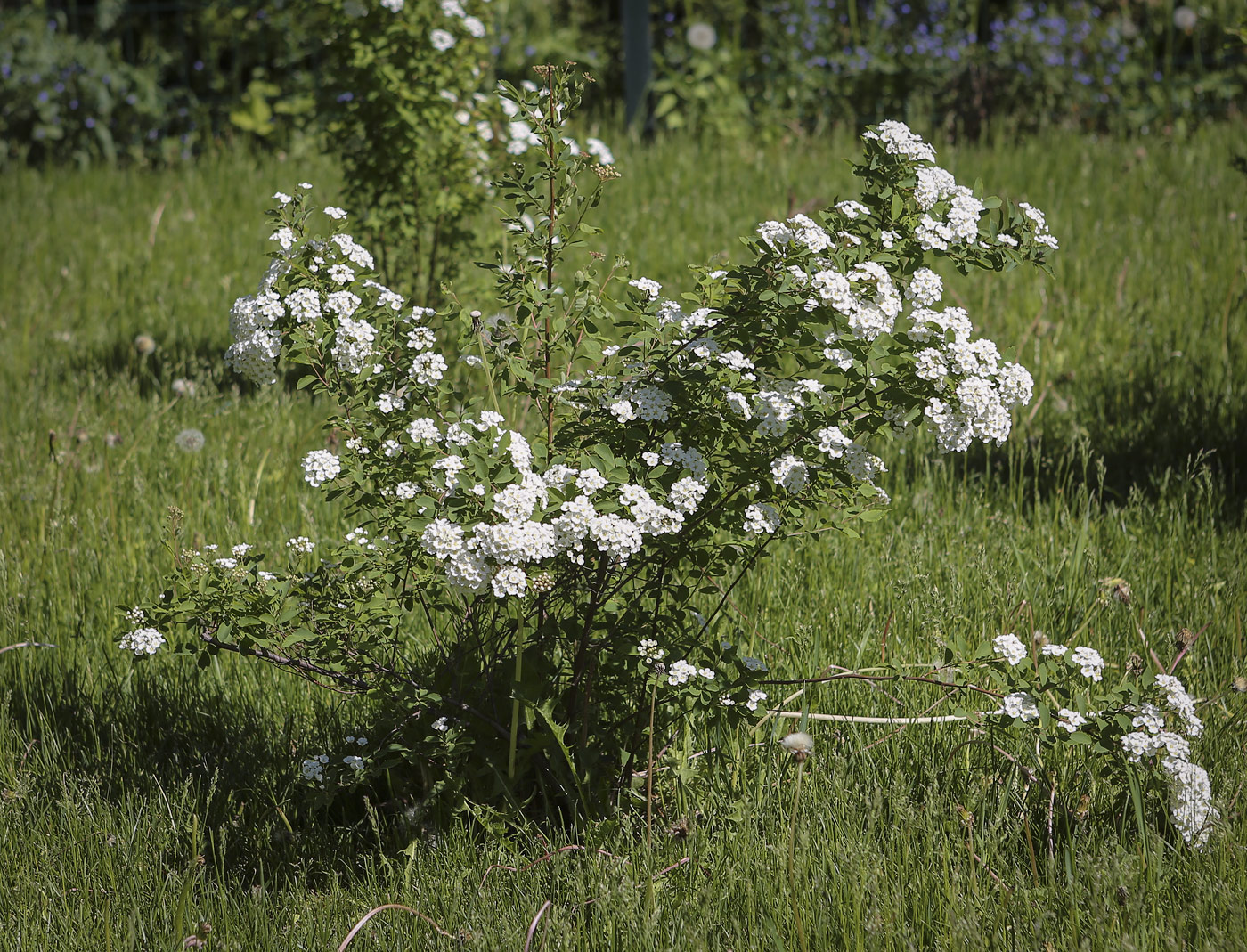 Image of Spiraea &times; vanhouttei specimen.