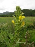 Oenothera villosa