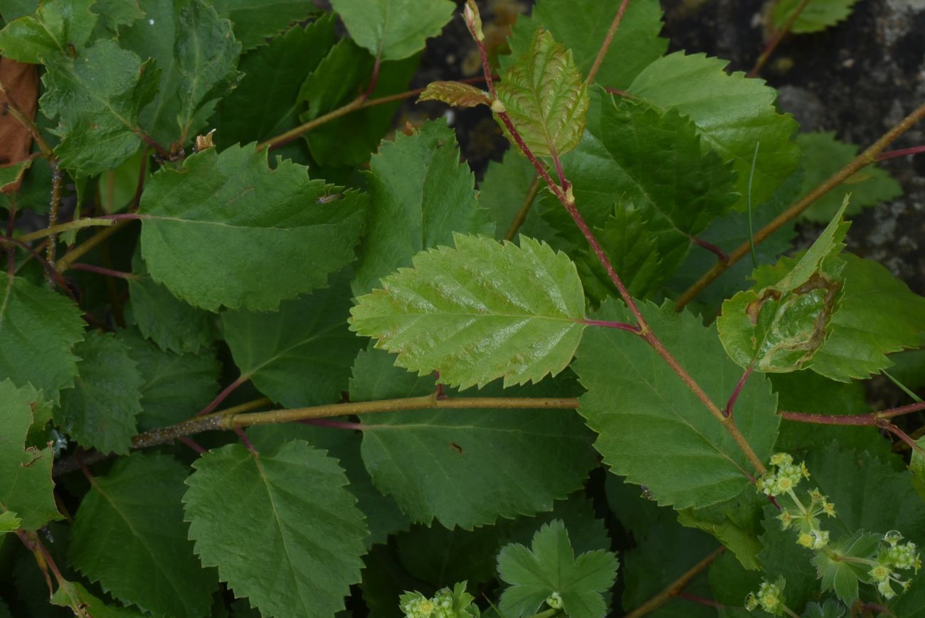 Image of Betula pendula specimen.