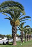 Phoenix canariensis