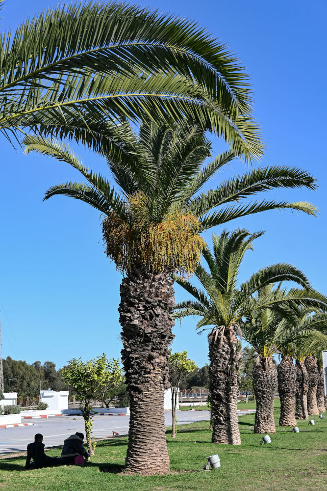 Image of Phoenix canariensis specimen.
