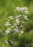 Clematis mandshurica. Соцветие. Республика Алтай, Шебалинский р-н, с. Камлак, Горно-Алтайский ботанический сад, в культуре. 03.07.2022.