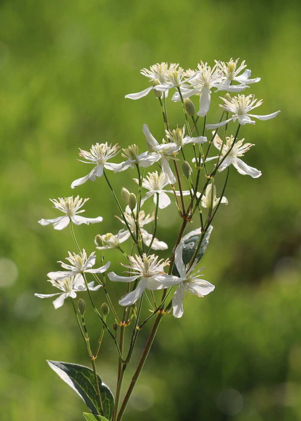 Image of Clematis mandshurica specimen.