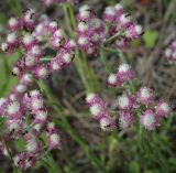 Antennaria dioica. Верхушки побегов с пестичными (женскими) соцветиями и питающимися муравьями. Владимирская обл., Александровский р-н, окр. с. Старая Слобода, сосновый бор, крутой песчаный слабо задернованный склон. 11.06.2022.