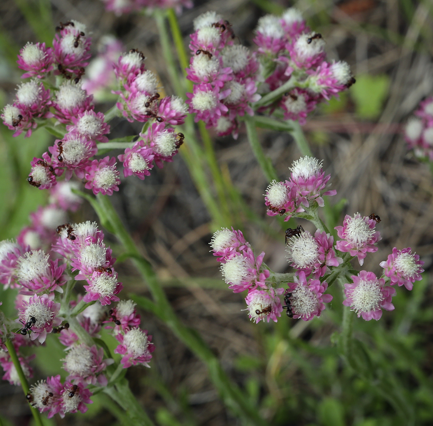 Изображение особи Antennaria dioica.