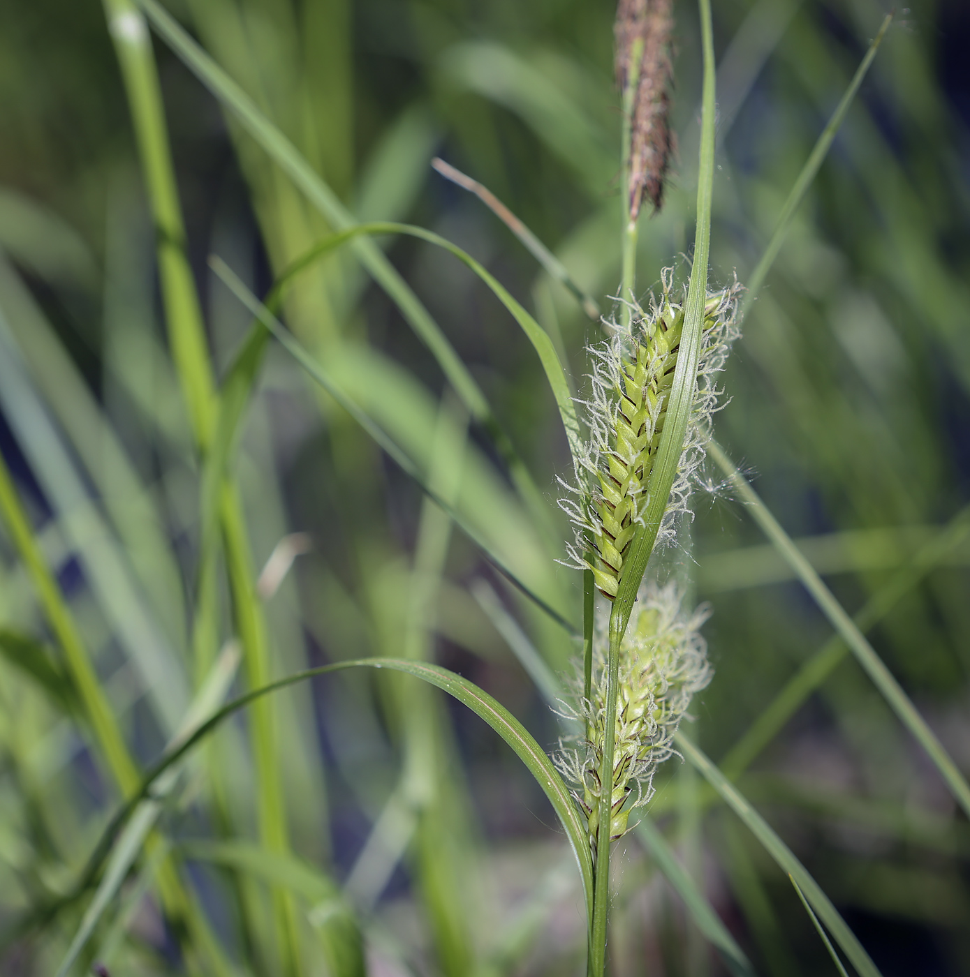 Изображение особи Carex vesicaria.