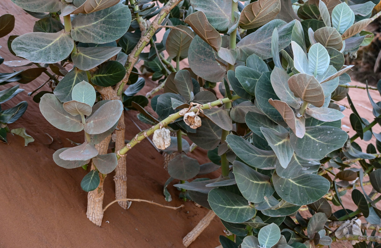 Изображение особи Calotropis procera.