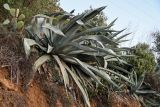 Agave americana