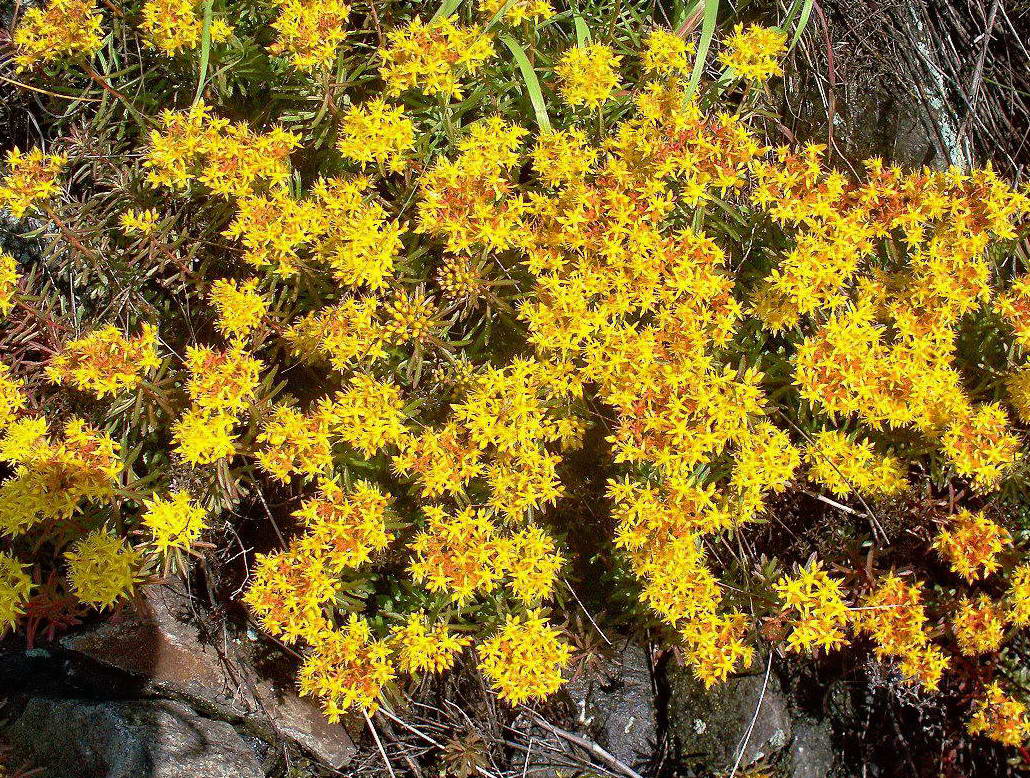 Image of Aizopsis middendorfiana specimen.