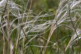 genus Stipa