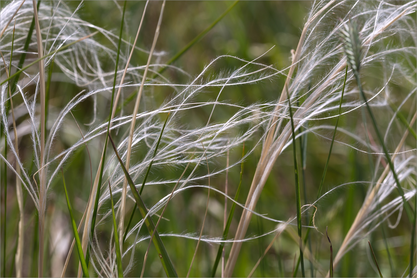 Изображение особи род Stipa.