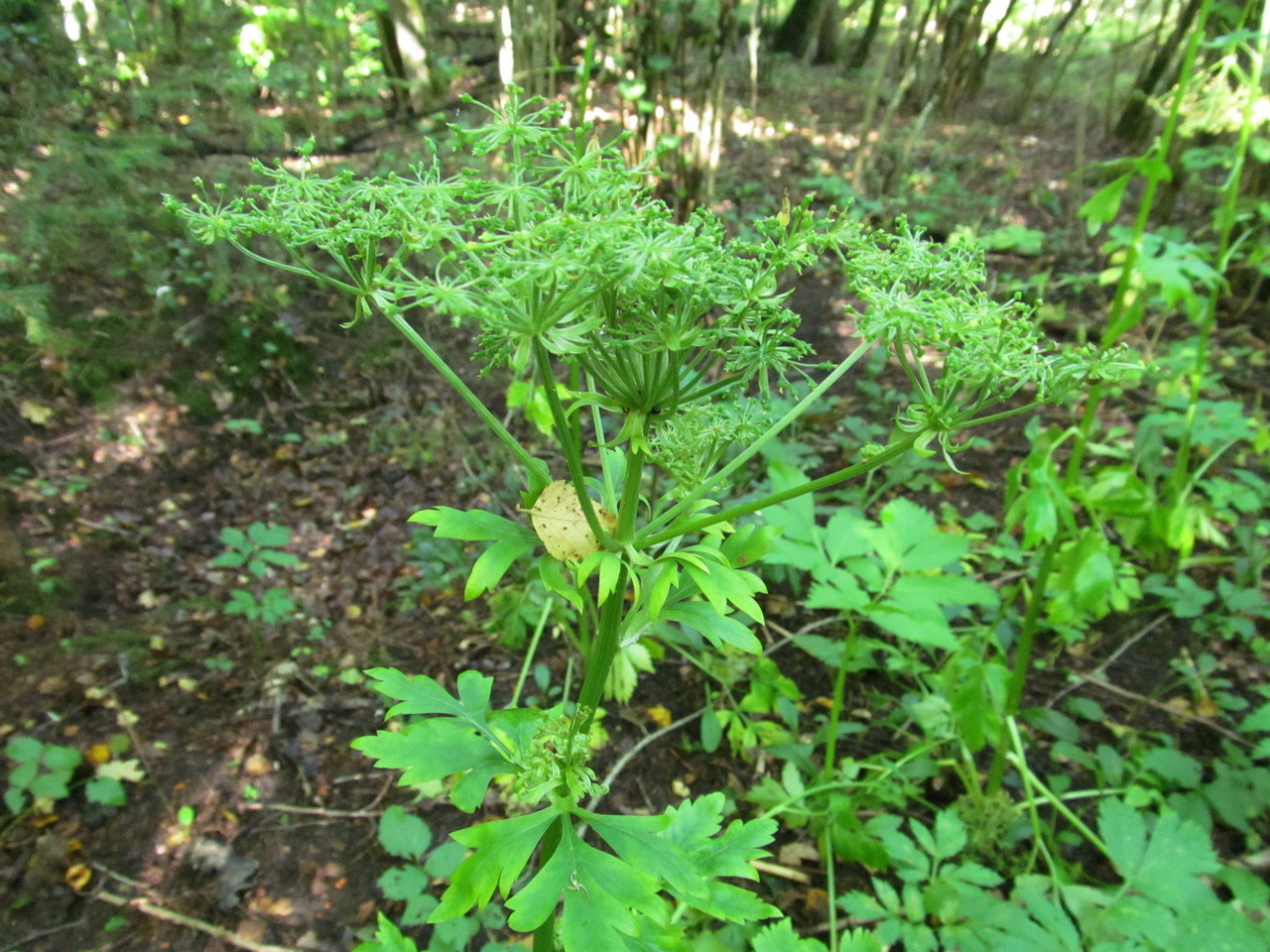 Изображение особи Pleurospermum austriacum.