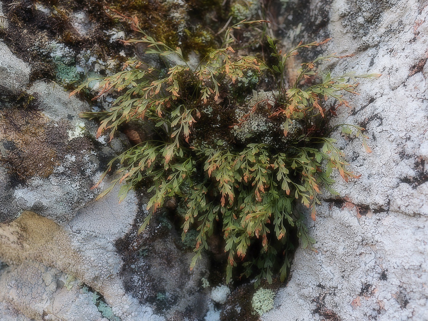 Image of Asplenium &times; alternifolium specimen.