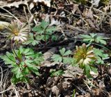 Anemone banketovii