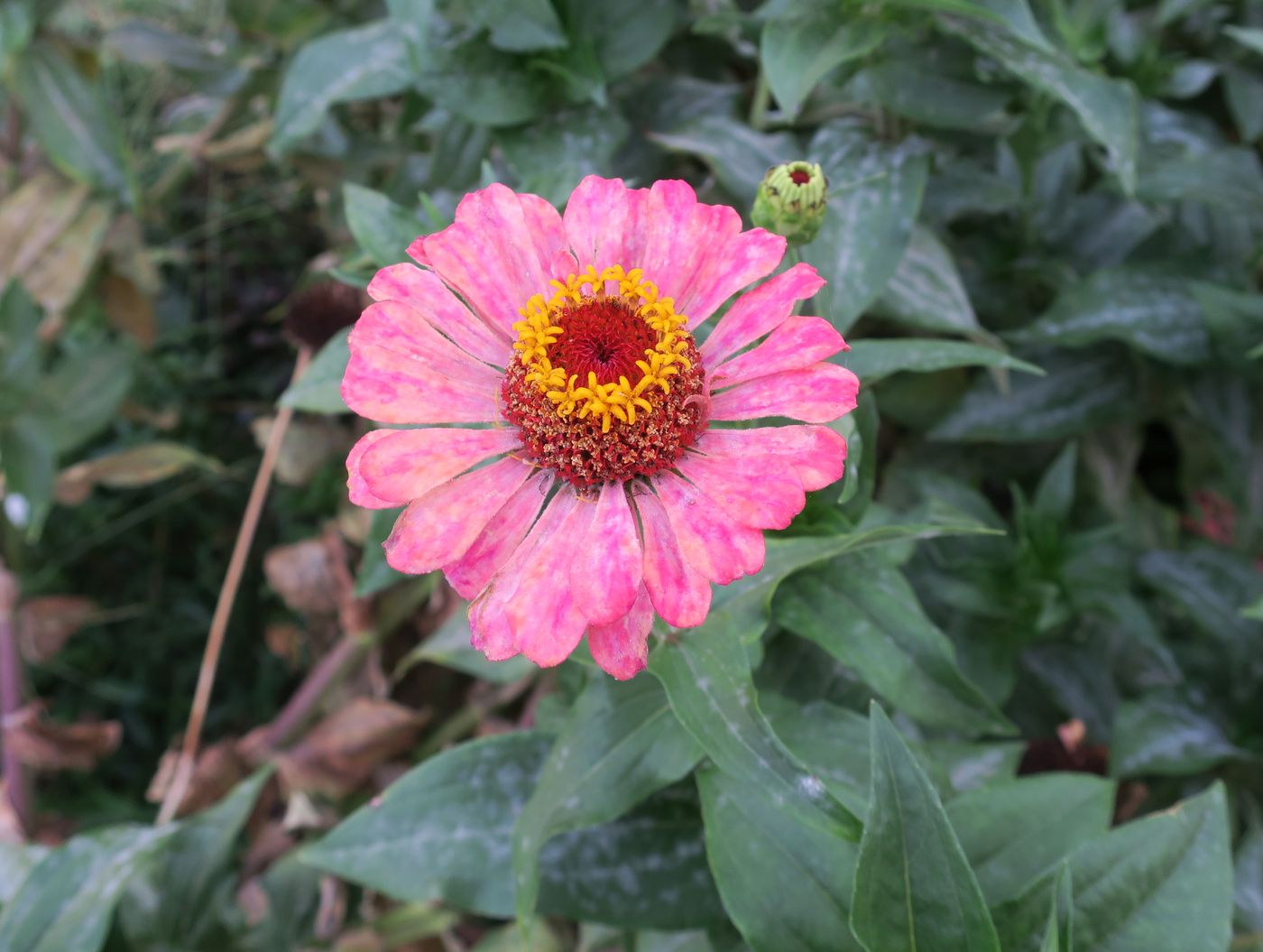 Image of Zinnia elegans specimen.