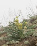 Astragalus vulpinus