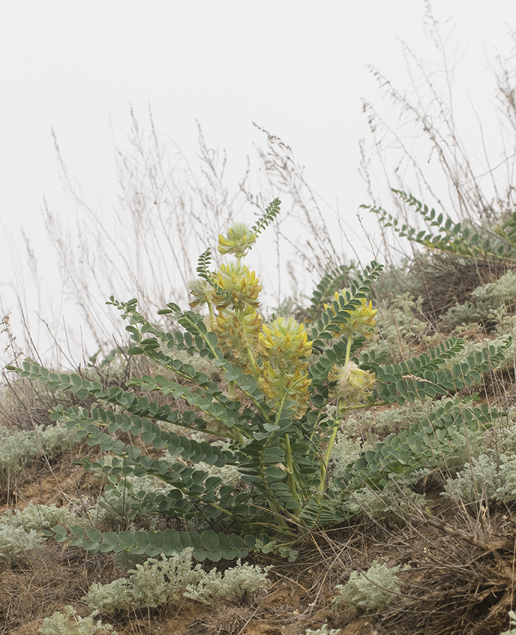 Image of Astragalus vulpinus specimen.