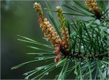 Pinus sylvestris. Верхушки побегов с микростробилами и каплями дождя на иглах. Московская обл., Раменский р-н, окр. дер. Хрипань, садовый участок. 26.05.2023.