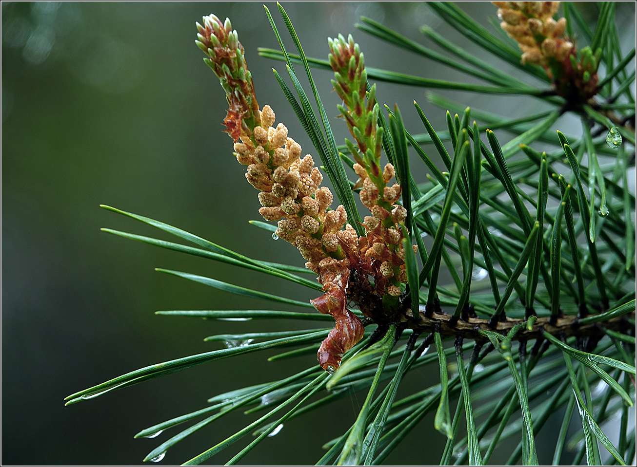 Изображение особи Pinus sylvestris.