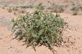 Echinops maracandicus. Вегетирующее растение. Таджикистан, Согдийская обл., Исфара, глинисто-каменистое дно долины. 3 мая 2023 г.